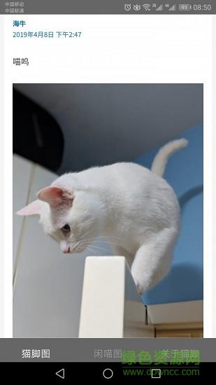 猫脚(宠物社交)